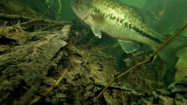 Underwater view of a largemouth bass Micropterus salmoides nest on a lake slope, as the male rises from deeper water and passes above microscopic fry in shallow lakeshore habitat.