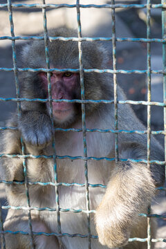 Japanese macaque or snow monkey observe from behind a blue wire cage at a zoo. Close up view of primate face and fur with natural light and copy space.