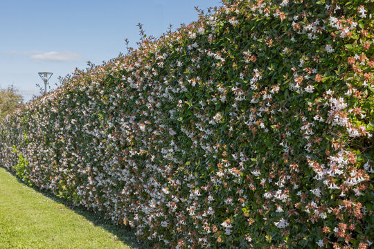 Haie d'Abelia grandiflora en fleurs	
