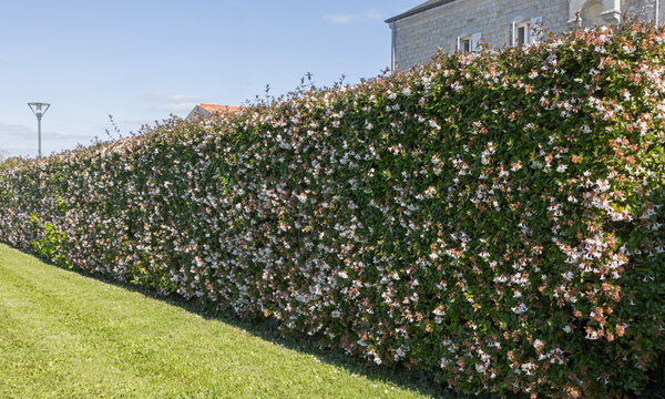 Haie d'Abelia grandiflora en fleurs	