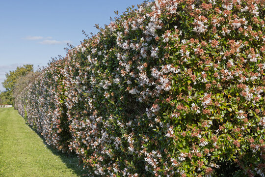 Haie d'Abelia grandiflora en fleurs	
