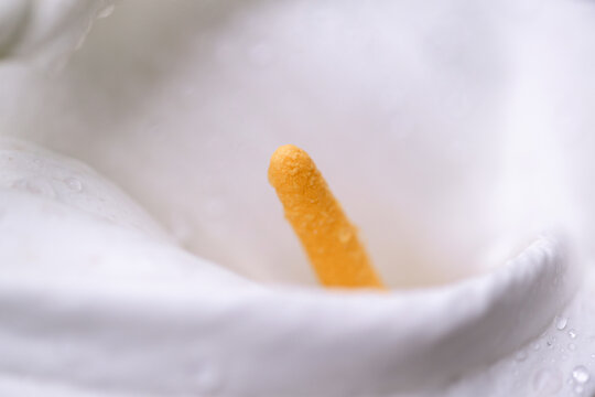 Gros plan sur le spadice d'une fleur d'arum