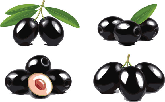Jamun fruit set with whole, sliced and clustered black plum berries with leaves in realistic detailed style for tropical food and botanical design
