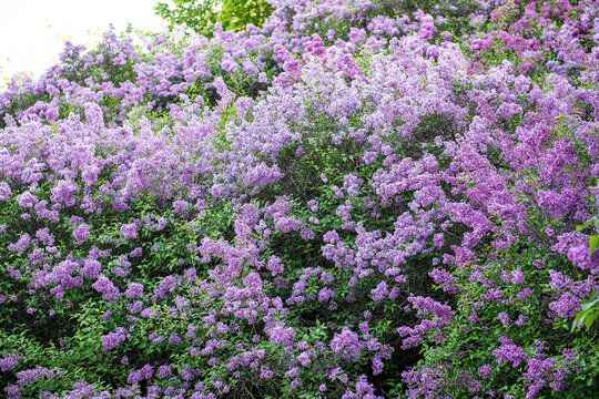 Double-flowered Michel Buchner lilac variety blooming in a botanical garden with selective focus