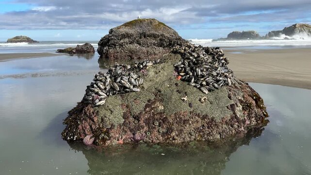 Tide pool at Face Rock Beach in Bandon, Oregon, during a minus tide.