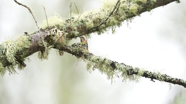 A female rufous hummingbird flies back into her nest. She rearranges the eggs before laying down again
