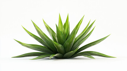 Fototapeta premium A vibrant green agave plant with its pointed leaves arranged in a symmetrical rosette shape is perfectly isolated against a bright white studio background.