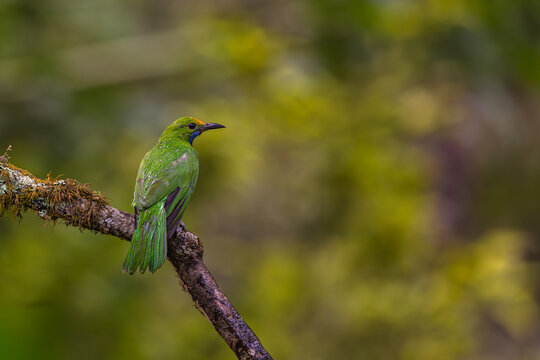 Golden fronted leafbird perched on Branch with Soft green Bokeh background.