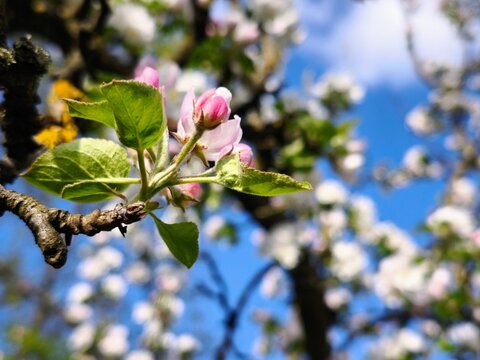 A branch full of red apple blossoms
