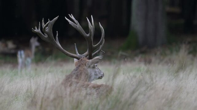 A red deer with a large antlered head bellowing whilst lying in a forest meadow during the rutting season with fallow deer,  autumn, (cervus elaphus), north rhine westphalia, germany, 