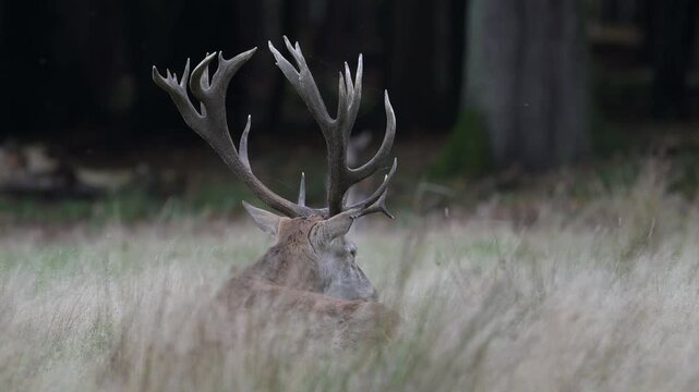 A red deer with impressive antlers lies alongside a fallow deer in a forest meadow during the rutting season, autumn, (cervus elaphus), north rhine westphalia, germany, 