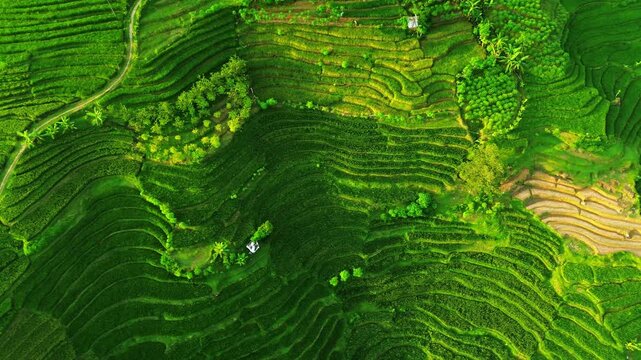 Drone shot of vibrant green rice terrace patchwork patterns