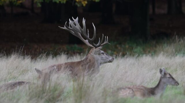 A red deer with impressive antlers lies alongside a fallow deer in a forest meadow during the rutting season, autumn, (cervus elaphus), north rhine westphalia, germany, 