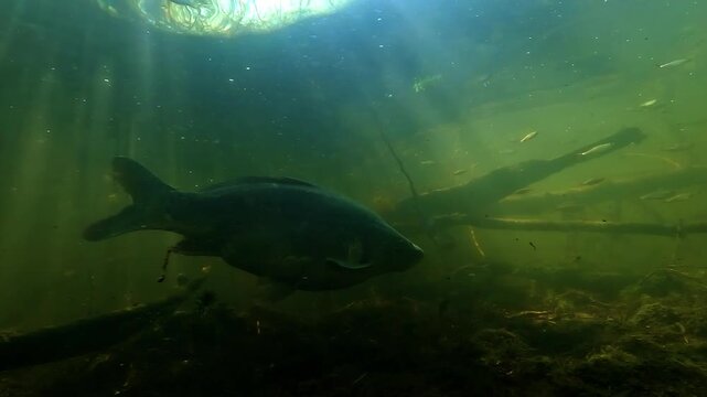 Underwater view of a large mirror carp Cyprinus carpio emerging from branches and passing through the scene, with forage fish in the background and sun rays filtering through the surface in freshwater
