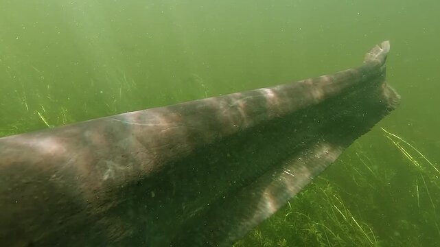 Underwater view of a wels catfish Silurus glanis approaching head on and brushing past a diver, surrounded by elodea aquatic plants in a natural freshwater lake habitat