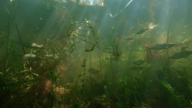 Underwater view of numerous roach Rutilus rutilus among branches and aquatic plants in wels catfish habitat, illustrating healthy freshwater biodiversity and intact lake ecosystem