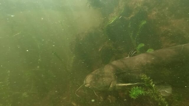 Underwater view of a wels catfish Silurus glanis passing in profile along the bottom of a lake in particle rich water, showing classic freshwater predator behavior in natural habitat