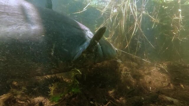 Underwater view of a wels catfish Silurus glanis turning back after close approach, bumping the camera, then fleeing quickly, showing defensive behavior in freshwater habitat