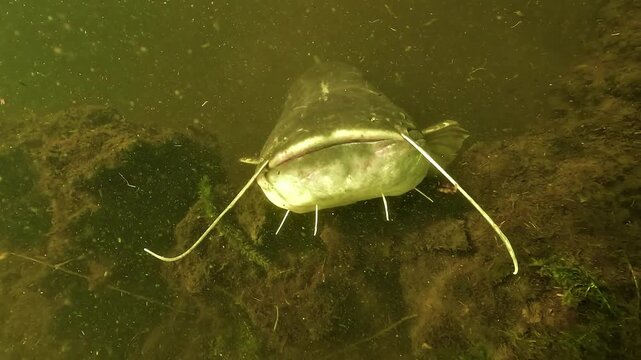 Underwater view of a wels catfish Silurus glanis emerging from a peat hole, approaching the camera for a close up, then passing below with top view of its back in freshwater habitat