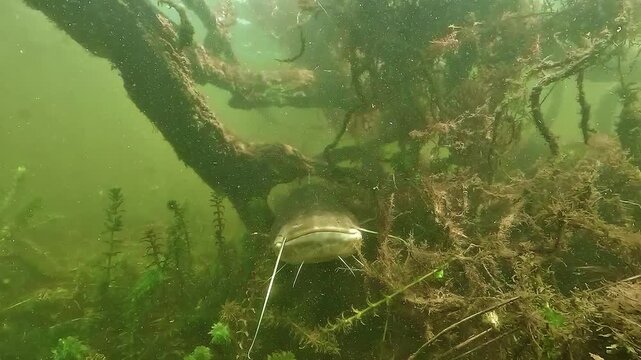 Underwater view of a young wels catfish Silurus glanis emerging from branches and moving straight toward the camera, exploring with sensitive barbels before turning away in freshwater habitat