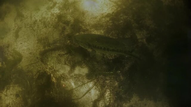 Top view of a male largemouth bass Micropterus salmoides fanning its eggs with pectoral fins, showing nest care during spawning in shallow freshwater habitat