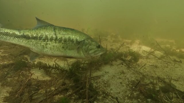 Profile view of a male largemouth bass Micropterus salmoides above its spawning nest, with visible eggs on the sand in shallow freshwater habitat