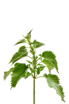 Nettle leaf isolated on white without