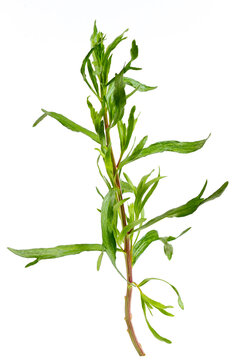 tarragon or estragon isolated on a white background. Artemisia dracunculus. Top view. Flat lay