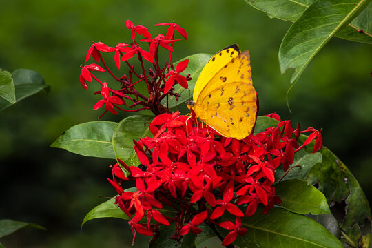 Red Ixora flowers and yellow butterfly (Phoebis philea ssp) feeding on them. Rio de Janeiro Mountains, Brazil.