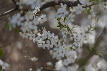 Fototapeta premium Close-up of delicate white flowers on a branch. The blossoms are small and numerous, surrounded by green leaves. The background is softly blurred.