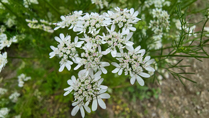 Fototapeta premium Delicate white coriander flowers blooming in a rural garden with a soft green background.