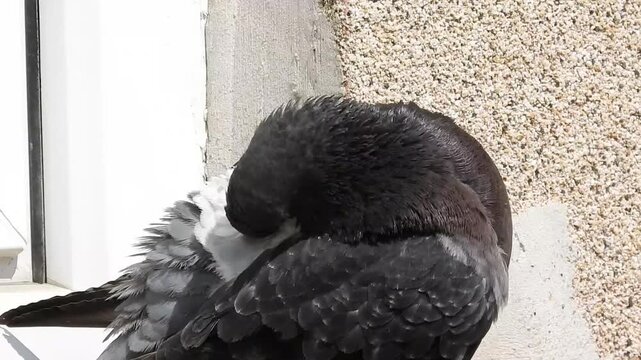Natural beautiful wild pigeon video