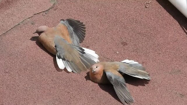 Eurasian collared dove bird video
