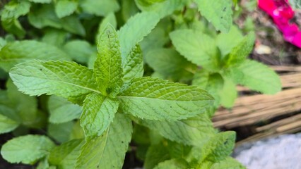 mint leaves in the garden © AZLAN
