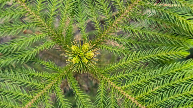 Symmetrical top-down view of a green Araucaria (Norfolk Island Pine) branch.
