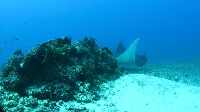 Komodo, Indonesia &ndash; Reef Manta Ray Being Cleaned at Coral Reef Station