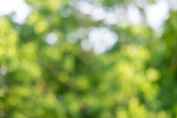 Obraz premium sunny green natural blurred bokeh lights, abstract background banner with sun glare, green foliage flutter in wind, summertime season, good weather, natural placement presentation