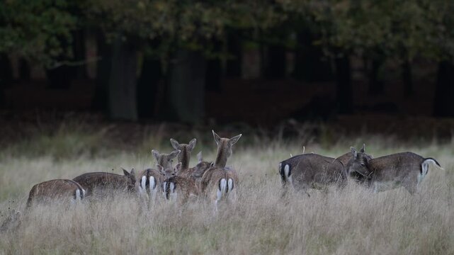 A herd of fallow deer forages for food in a woodland meadow during the rutting season,  autumn, (dama dama), muensterland, germany