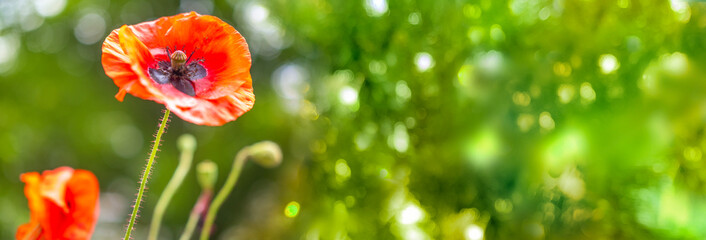 Naklejka premium Close up bright red poppy flowers with delicate silk petals and dark centers in full bloom, blooming in summer field, soft natural green background, floral nature photography, blossoming wild nature