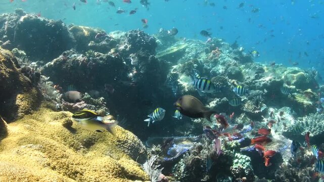 Komodo, Indonesia &ndash; Colorful Tropical Coral Reef Teeming with Small Reef Fish
