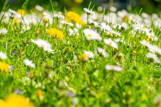 Blooming white daisies with yellow centers growing in green grass, Matricaria Chamomilla, chamomile flowers, meadow flowers in natural sunlight, sunny day, environmental protection, nature background