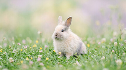 Fototapeta premium Rabbit on grass soft light pastel color white rabbit small mammal wild animal meadow spring field fluffy fur nature scene