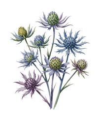 Obraz premium A graceful spiky blossom in cool blue tones and natural harmony.