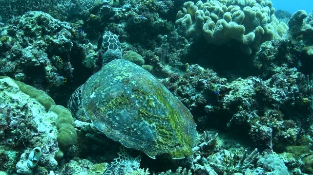 Komodo, Indonesia &ndash; Hawksbill Turtle Resting on Tropical Coral Reef Underwater