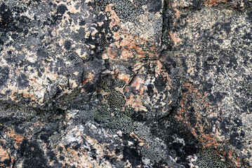 Greenland Tundra - Dark Lichen Rock Texture Natural Abstract Background © SJ Falcetta Images