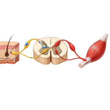 Human Reflex Arc Anatomy Illustration showing Spinal Cord, Sensory and Motor Neurons, Skin and Muscle