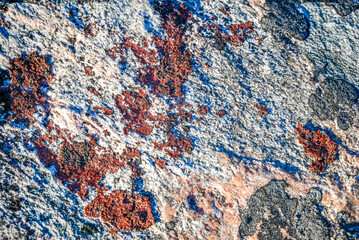 Greenland Tundra - Blue Red Lichen Rock Texture Abstract Arctic Background © SJ Falcetta Images