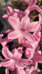 Fototapeta premium pink and white flower
