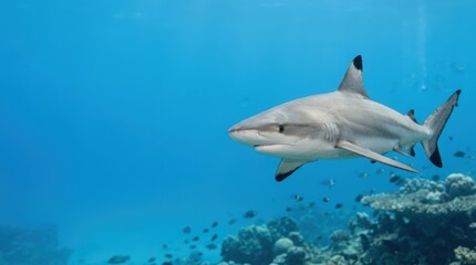 Fototapeta premium Blacktip reef shark swimming in clear blue ocean water. Underwater marine life background with copy space for text
