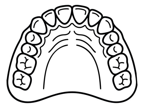 Outline illustration of human upper jaw depicting full arch dentition with molars and incisors for dental and medical design